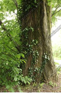 tree bark overgrown